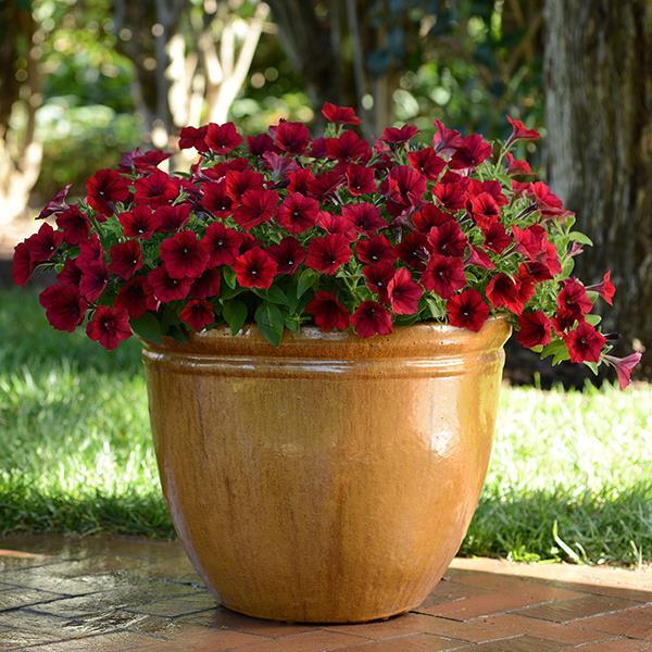 Easy Wave® Red Velour Container 1