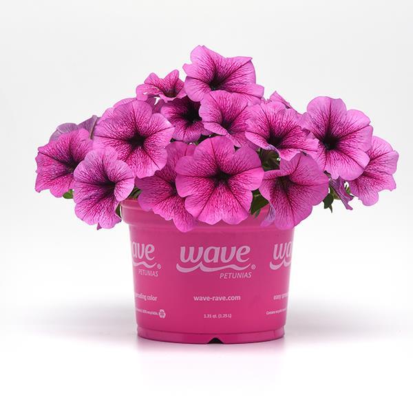 Easy Wave® Rose Fusion Pot