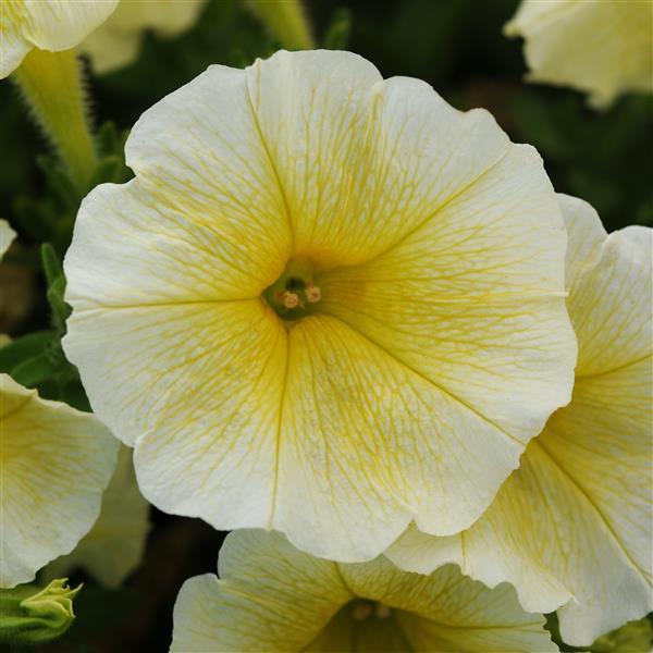 E3 Easy Wave® Yellow Bloom