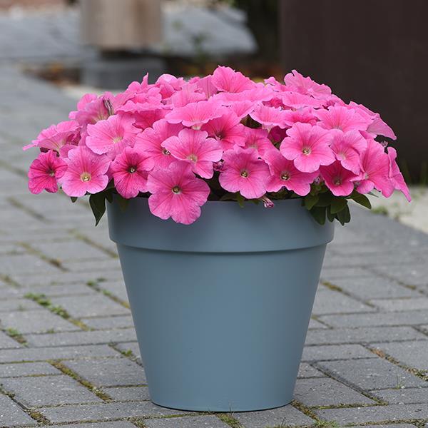 E3 Easy Wave® Pink Cosmo Container 1