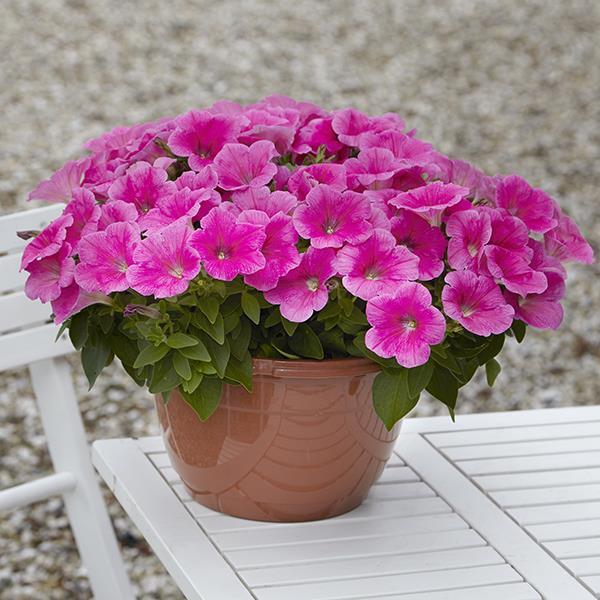 E3 Easy Wave® Pink Cosmo Container 2