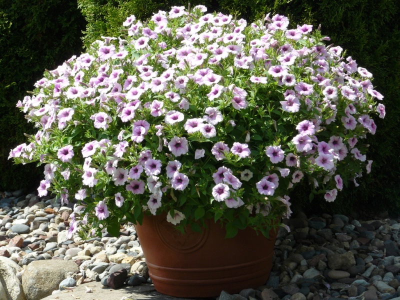 Jodi, Mount Horeb, Wisconsin