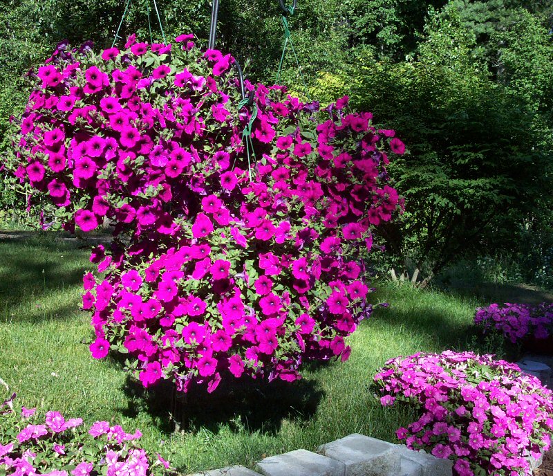 Toni, Sandpoint, Idaho