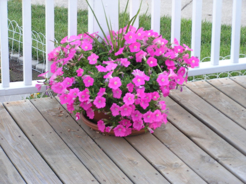 Sandra, Champaign, Illinois