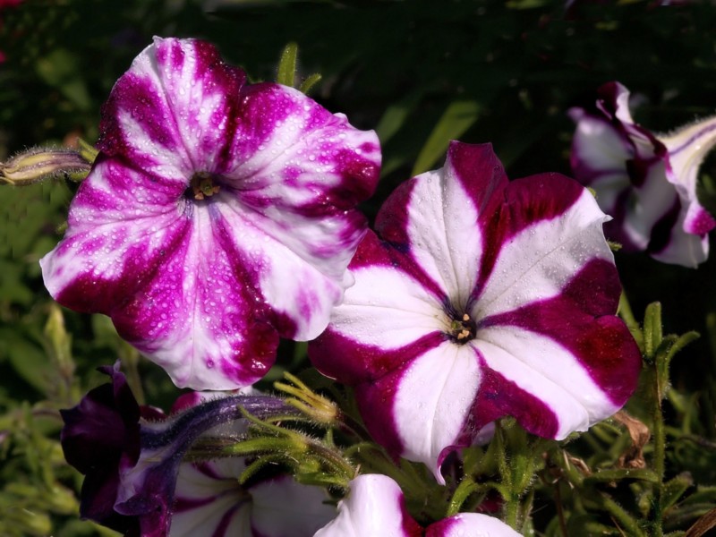 Sherri, Kenton, Tennessee