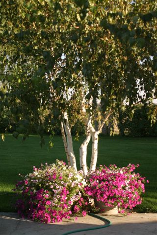 Diana, Kennewick, Washington