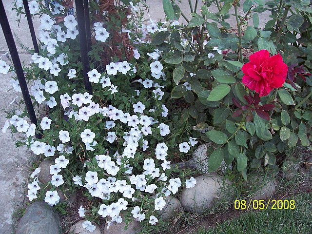 MARIANGELA, Elverta, California