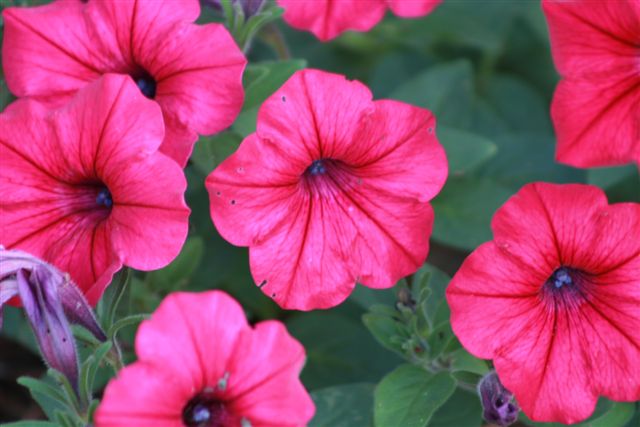 barbara, rio medina, Texas