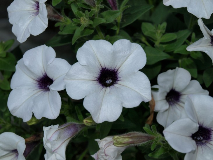 Allison, Denville, New Jersey