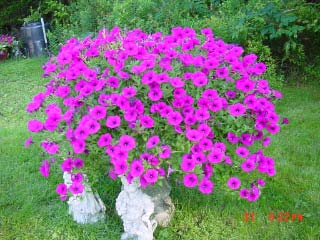 Donald, Timberlea, Nova Scotia