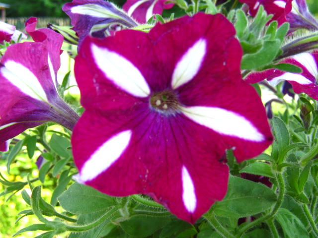 Stephany, Garrison, Kentucky