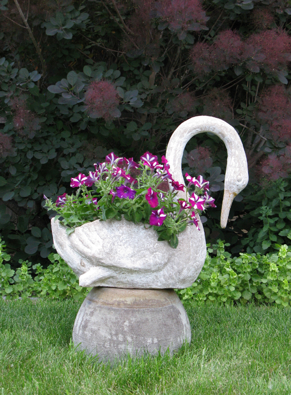 Holly, Golden, Colorado