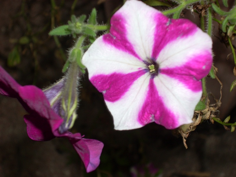 mary, Orlando, Florida