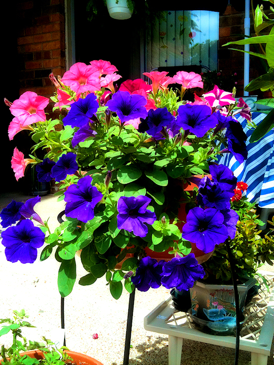 Brigitte, Saint Louis, Missouri