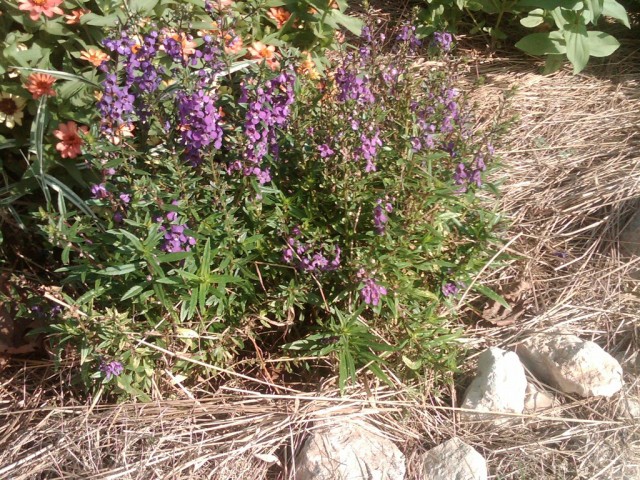 JERRIE, STILLWATER, Oklahoma