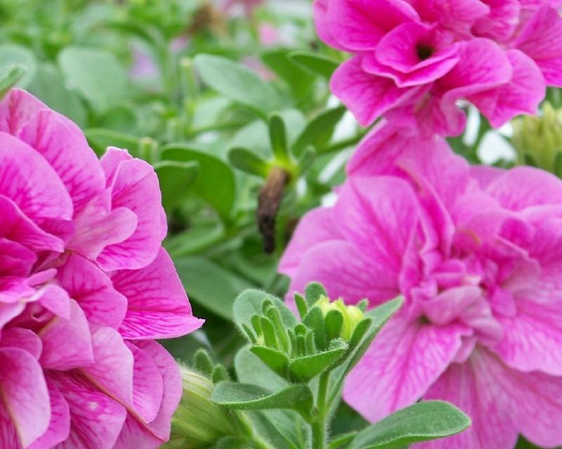 Paul, Greenville, Alabama