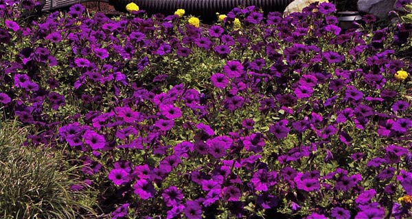 Nancy, Cordova, Tennessee