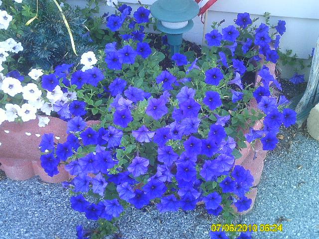 Fay, Lititz, United States