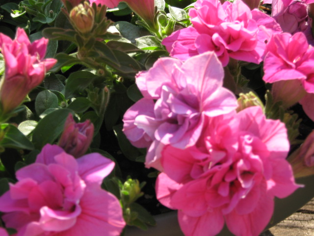 Kathy, Durham, North Carolina