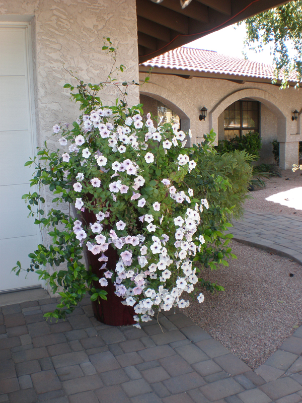 Carole, Tempe, Arizona