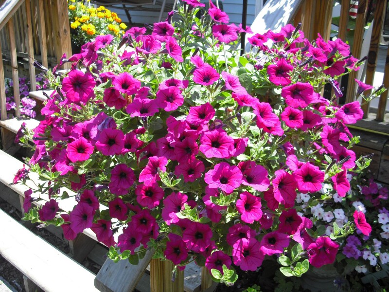 Steven, Crown Point, New York