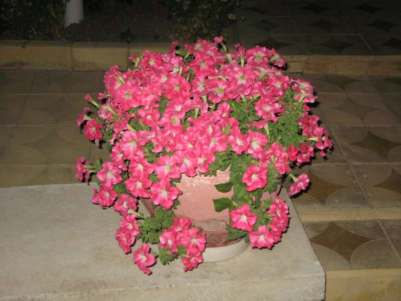 Jeny, Sofia, Bulgaria