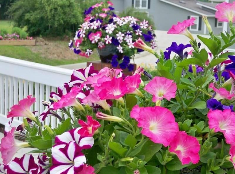 Paul, Greenville, Alabama