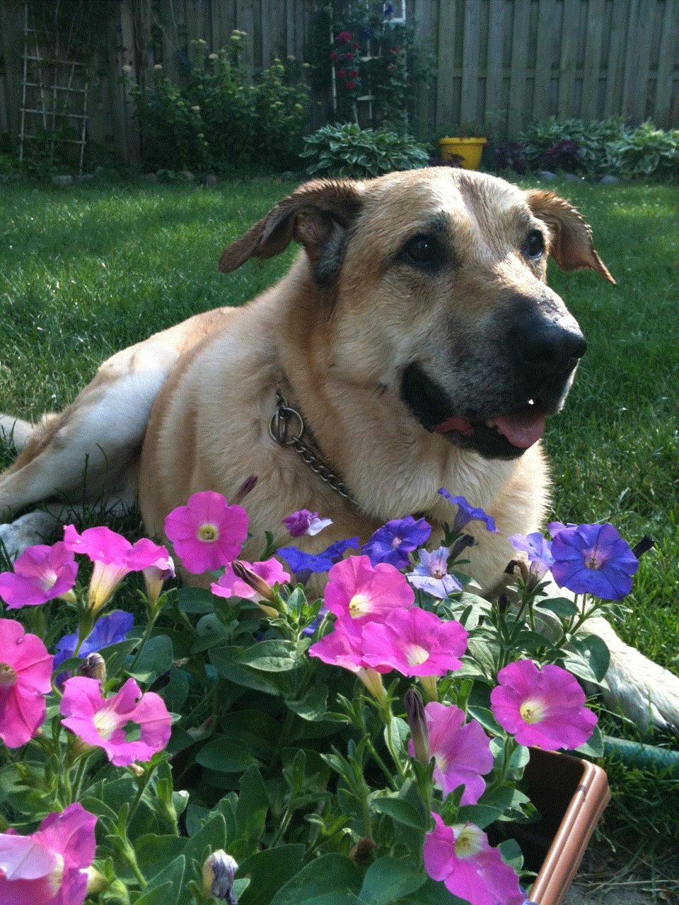 Katie, St. Charles, Illinois