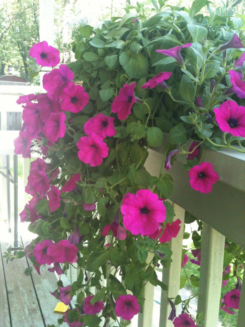 Katie, St. Charles, Illinois