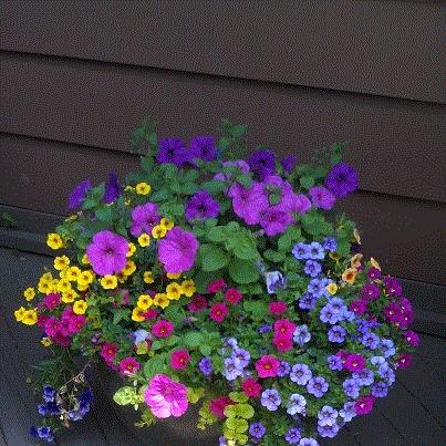 Patty, Westfield, New York