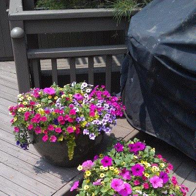 Patty, Westfield, New York