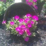 Suzie, Wenona, Maryland