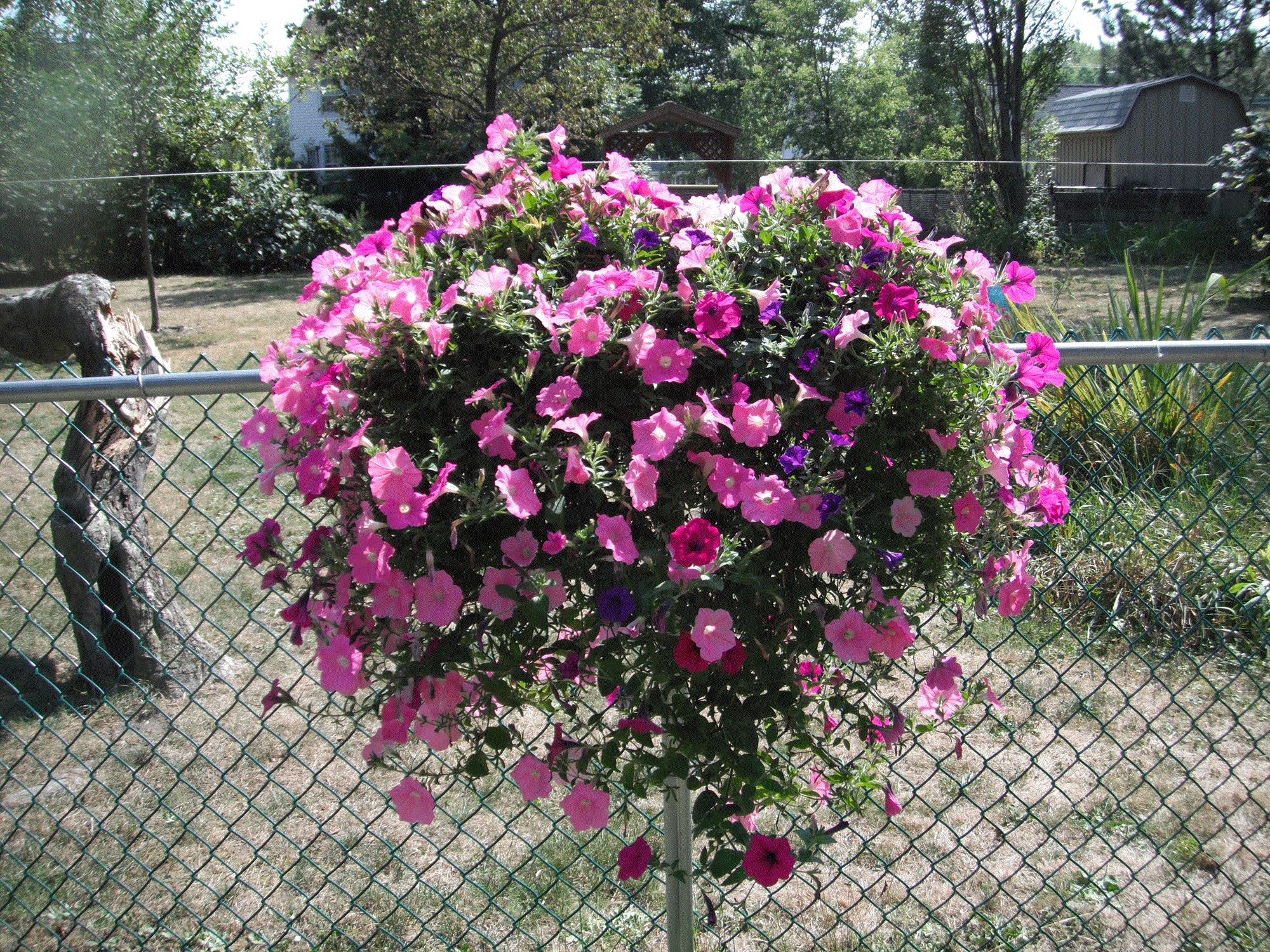 Daniel, Hamburg, New York