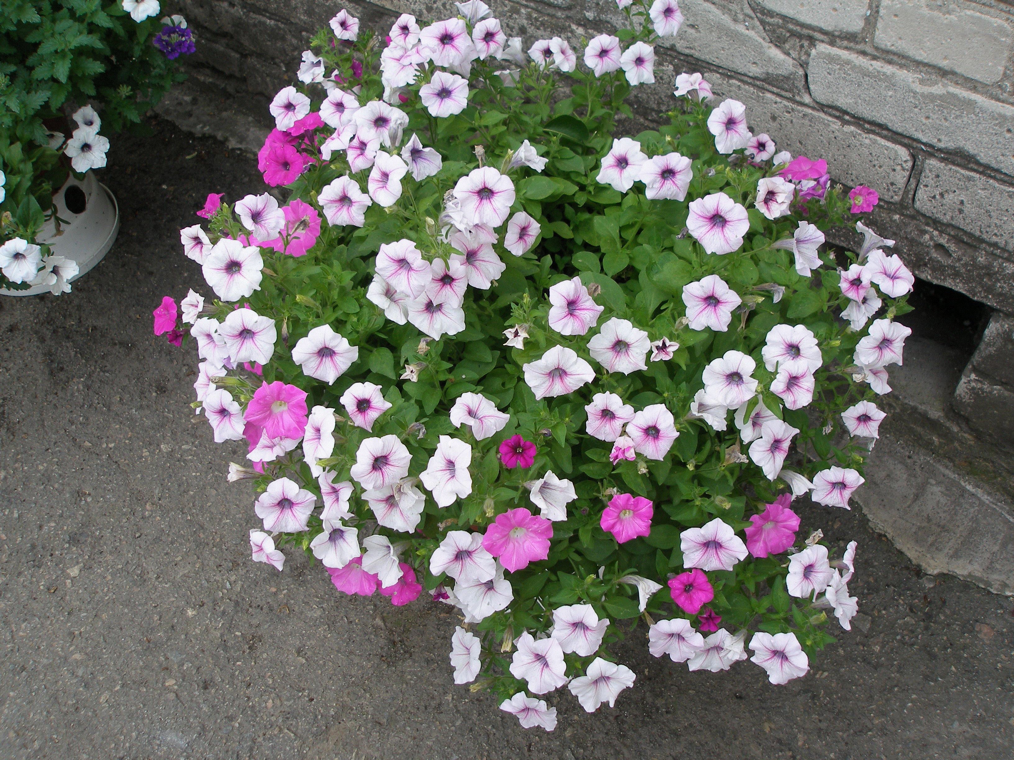 Natali, Ukraine, Zaporozhye