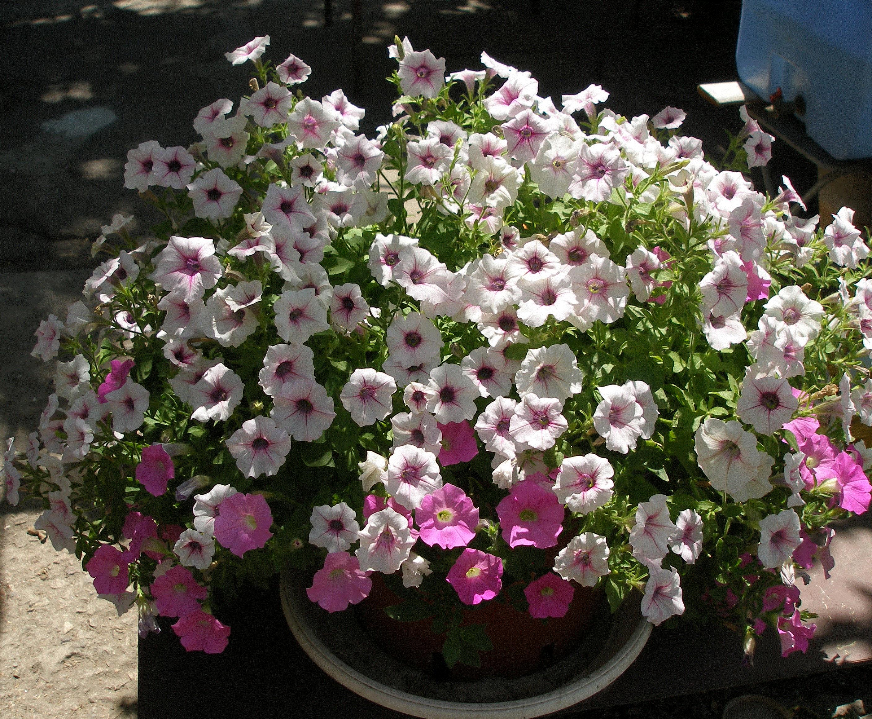 Natali, Ukraine, Zaporozhye