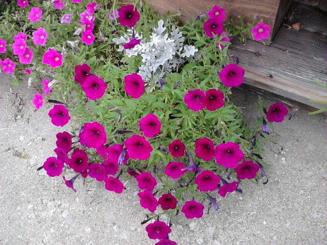 Nancy A, Chicago, IL