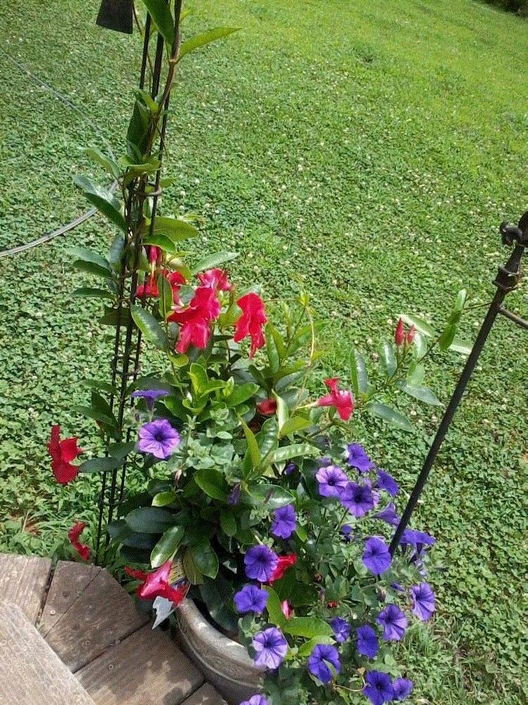 Marsha, Belews Creek, NC