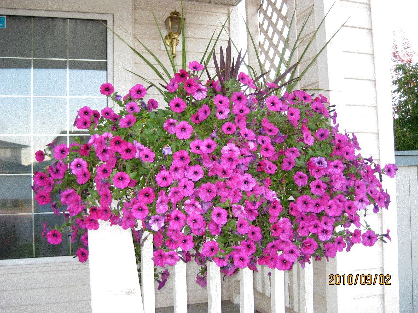 Shauna, Edmonton, Alberta