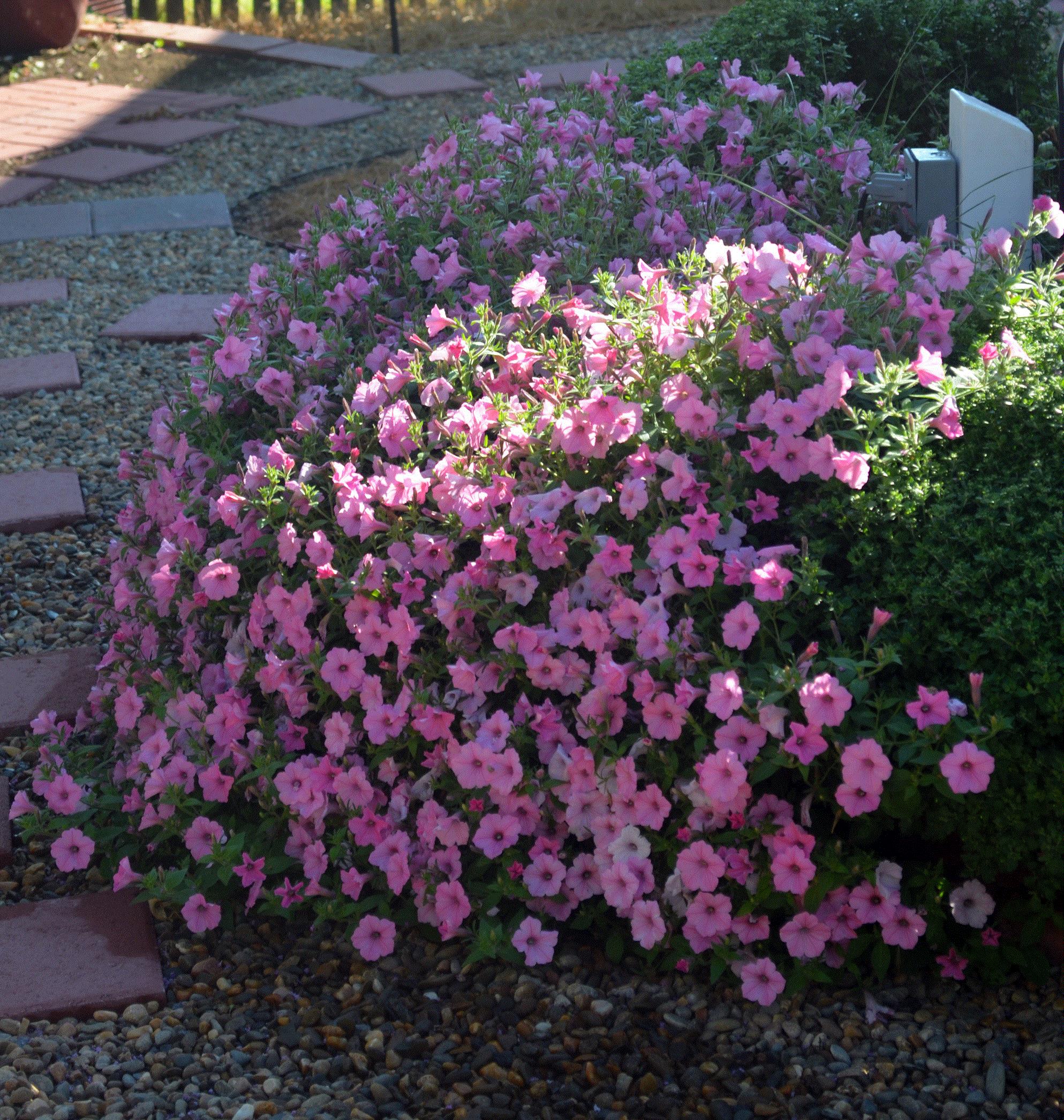 Larry, Sevierville, Tennessee