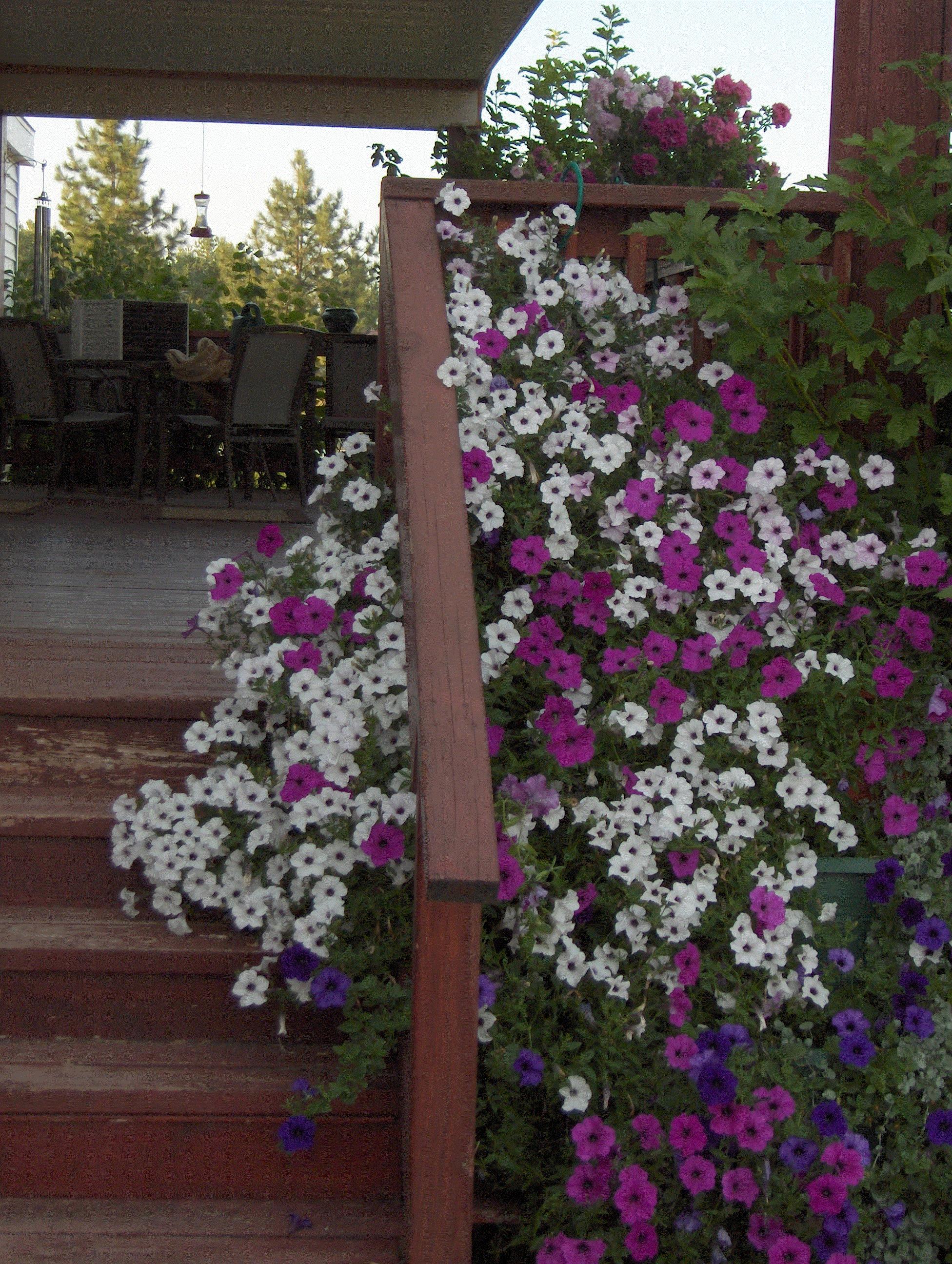 Janet, Deer Park, Washington