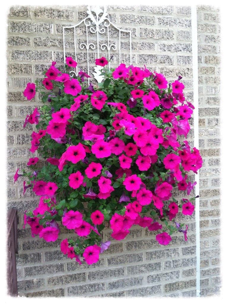 Cindy, Brookfield, IL