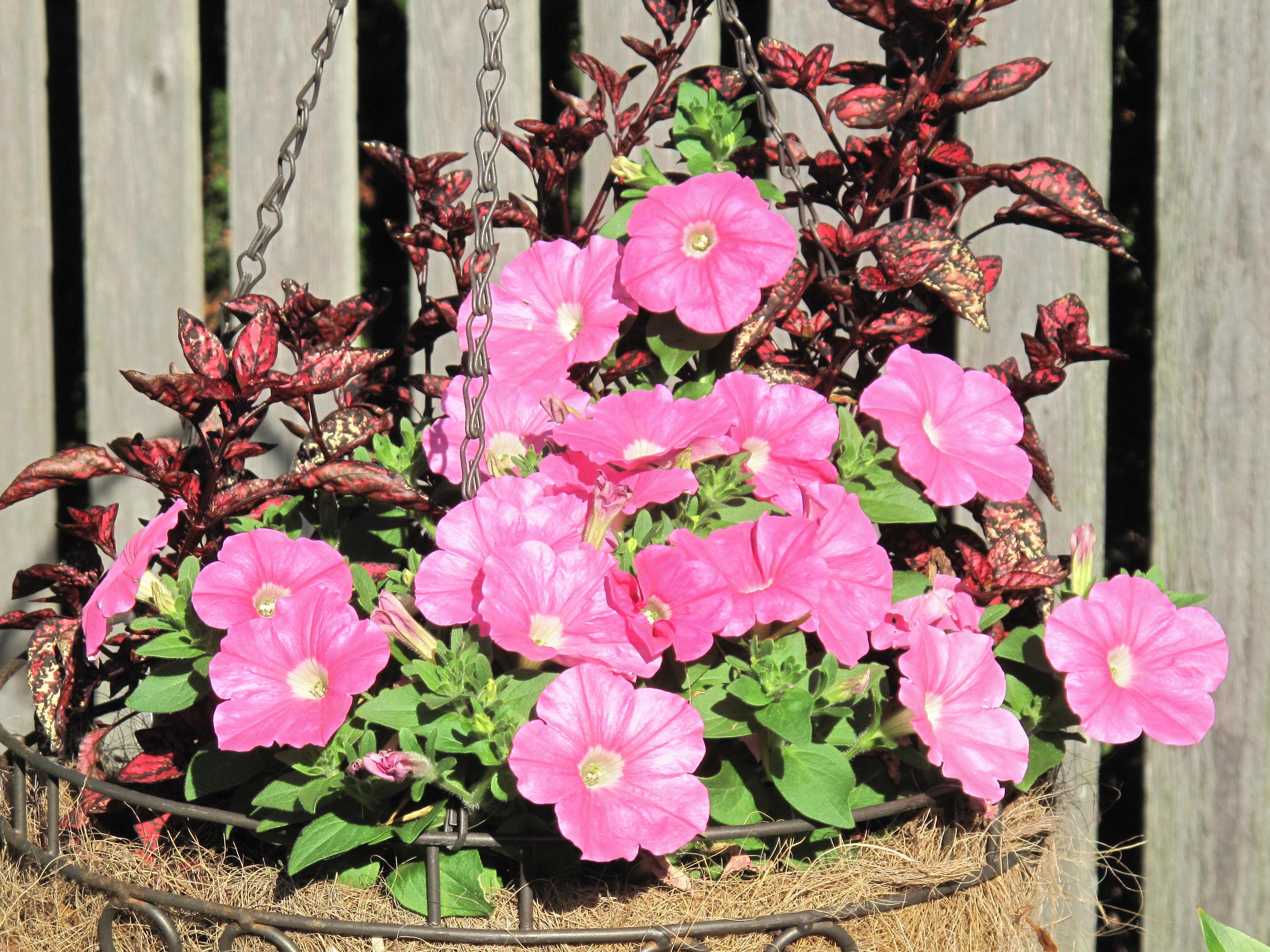 Donna, Grayslake, IL