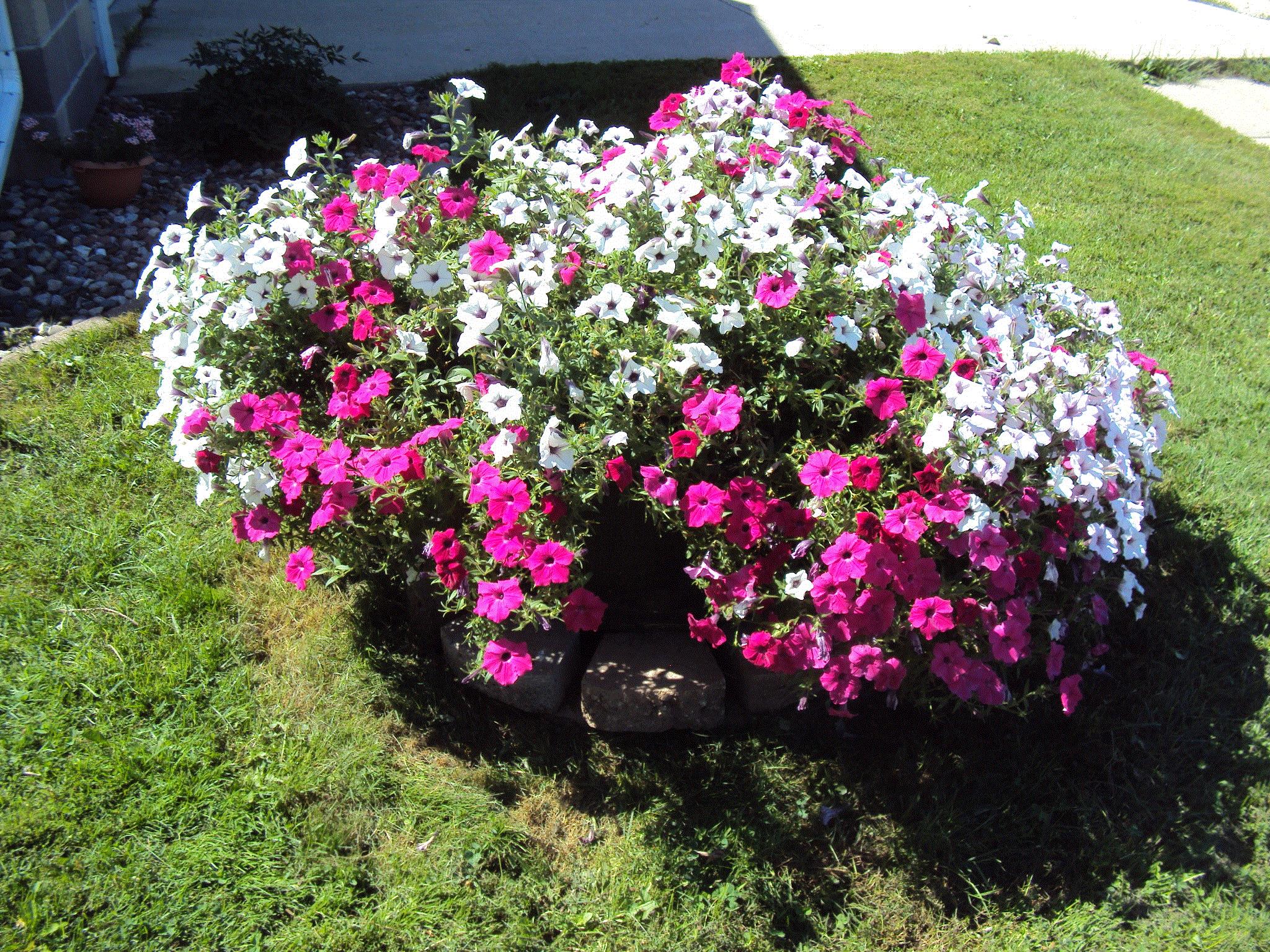 Addison, Caledonia, Minnesota