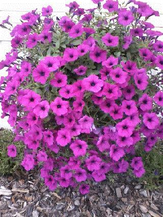 Andrea, Rupert, Idaho