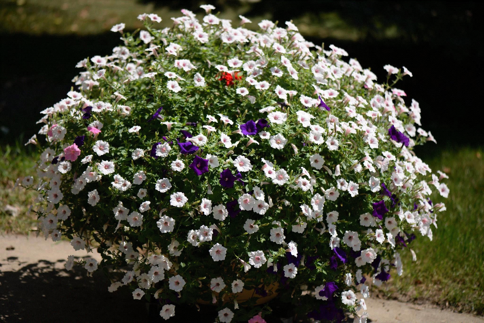 Silver, Troy, Michigan