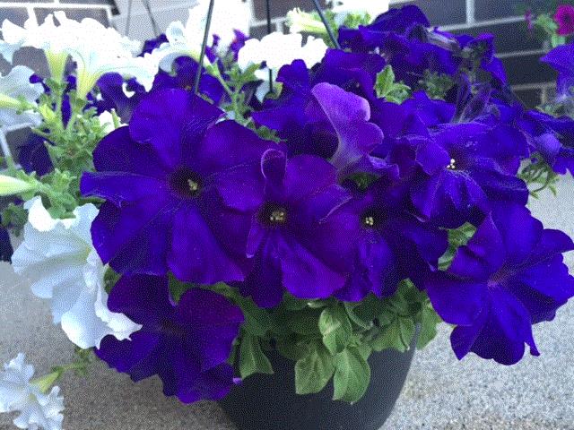 Josephine, Regina, Saskatchewan