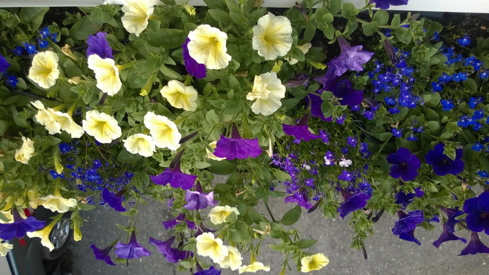 Laura, Loon Lake, NY