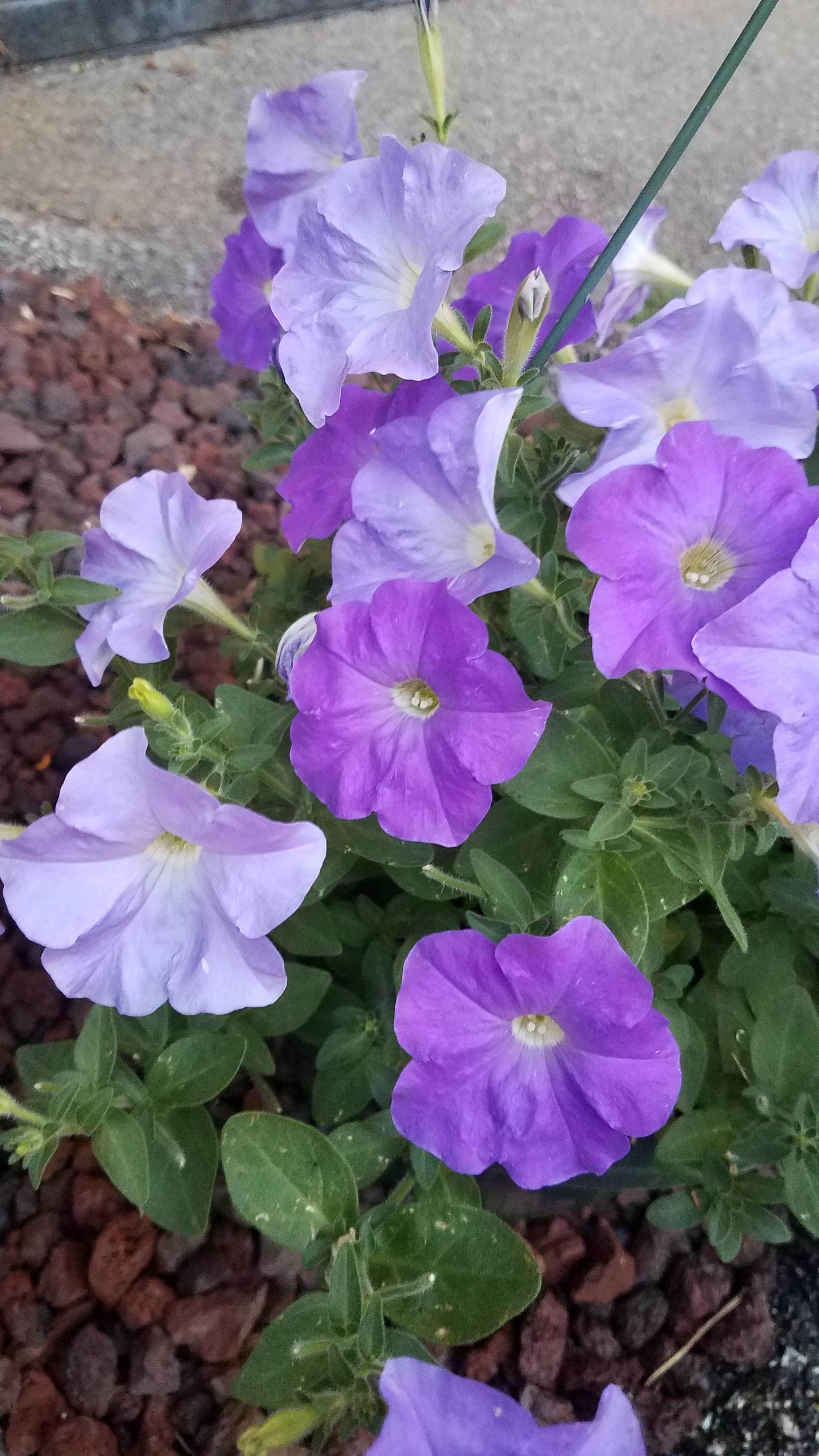 Mayumi, Vancouver, Canada