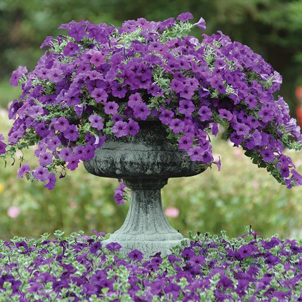 Easy Wave® Blue Container 1