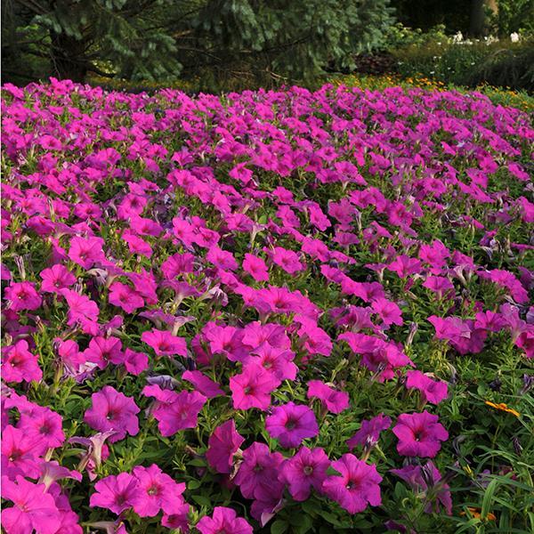 Easy Wave® Neon Rose Landscape